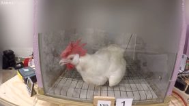 Cruel Chicken-Killing Experiments Funded by Poultry Industry – Uncovered by Animal Outlook