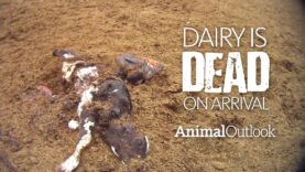 Dairy is Dead On Arrival – Investigation by Animal Outlook