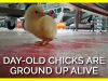 Day-Old Chicks Are Ground Up Alive
