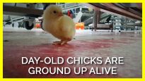 Day-Old Chicks Are Ground Up Alive