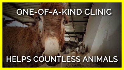 Emaciated and Injured Donkeys, Camels, and Other Animals Need Help