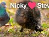 Feathered Friends: Stevie ❤ Nicky