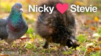 Feathered Friends: Stevie ❤ Nicky