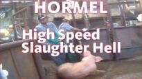 Hormel: USDA-Approved High Speed Slaughter Hell