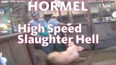 Hormel: USDA-Approved High Speed Slaughter Hell