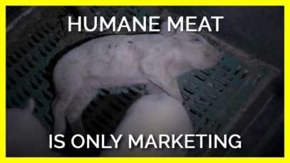 Humane Meat Is Only Marketing