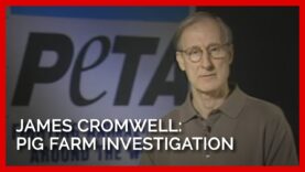 James Cromwell Narrates PETA's Pig Farm Investigation