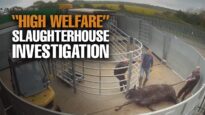 **LEAKED FOOTAGE** - Cow "High Welfare" Slaughterhouse (UK)
