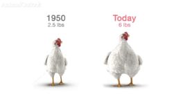 Life of a Chicken