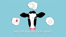 Life of a Dairy Cow