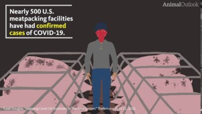Live Markets, Factory Farms & Pandemics: Closer than you might think