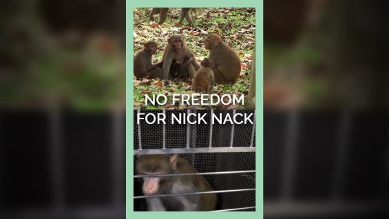 Monkeys In Nature Know Freedom, Nick Nack Only Knows Terror