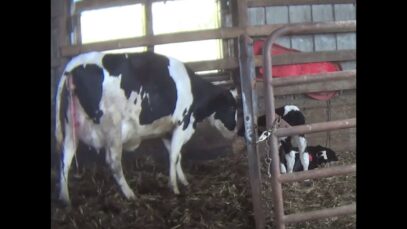Mother Cows and Calves Separated in the Dairy Industry