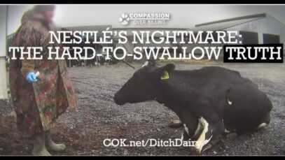 Nestlé's Nightmare: The Hard-to-Swallow Truth
