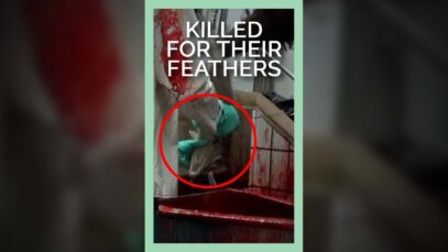 Ostriches Are Killed For Their Feathers