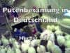 Putenbesamung und Putenzucht in Deutschland