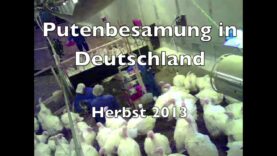 Putenbesamung und Putenzucht in Deutschland