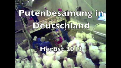 Putenbesamung und Putenzucht in Deutschland