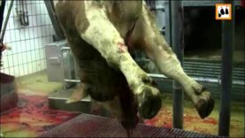 Rinderschlachtung in einer Landmetzgerei in Baden-Württemberg