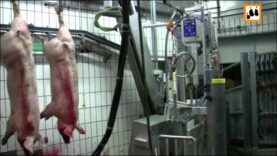 Schweineschlachtung in einer Landmetzgerei in Baden-Württemberg