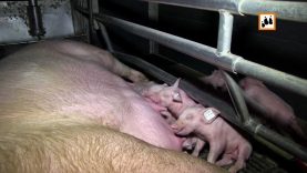 Schweinezucht in Deutschland