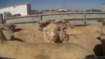 Sheer Horror at Superior Farms: Lamb Slaughter Exposed