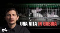 Sono entrato di notte in 7 ALLEVAMENTI INTENSIVI di conigli