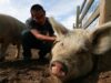 Stand Up For Pigs -- Say No To Cruel, Dangerous High-Speed Slaughter