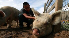 Stand Up For Pigs -- Say No To Cruel, Dangerous High-Speed Slaughter