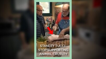 Stanley Tucci- Stop Supporting Animal Cruelty #shorts