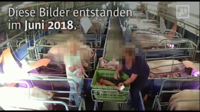 Systematisches Erschlagen kleiner Ferkel in der Schweinezucht