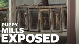 The cruel reality of puppy mills