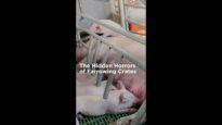 The Hidden Horrors of Farrowing Crates