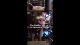 The Hidden Horrors of Gestation Crates