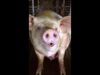 The Hidden Horrors of Pig Breeding