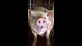 The Hidden Horrors of Pig Breeding