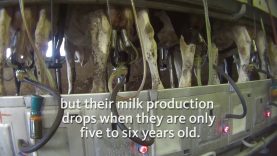 The Life Cycle of a Dairy Cow