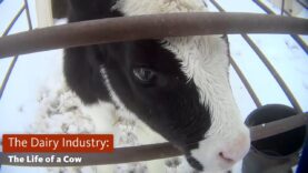 The Life of Winnie: A Cow in the Dairy Industry