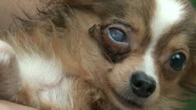 The Reality of Puppy Mills
