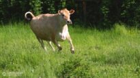 The Rescued Dairy Cow - Meet Daisy
