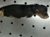Undercover Investigation: Dogs ‘Factory-Farmed’ at Mill, Their Puppies Sold for Experimentation