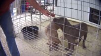 Undercover video of puppy mill in Iowa which sold dogs to Springfield-area retailer