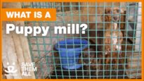 What is a Puppy Mill?