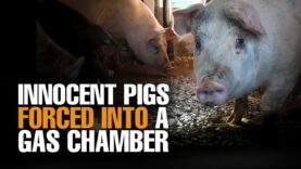 A Pigs Life | From Farm To Slaughterhouse