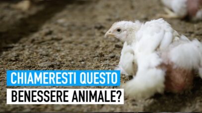 Chiameresti questo "benessere animale"? La nostra battaglia contro le bugie in etichetta