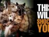 Dog & Cat meat trade exposed! | This will shock you to your core