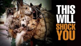 Dog & Cat meat trade exposed! | This will shock you to your core
