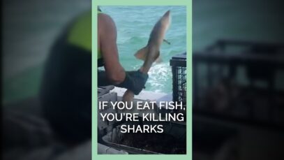 If You Still Eat Fish or Crab, You're Killing Sharks #shorts