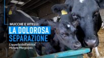 La dolorosa separazione di mucche e vitelli: l'appello dell'attrice Miriam Margolyes