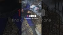 La vita di MUCCA per la produzione di LATTE in pochi secondi #shorts